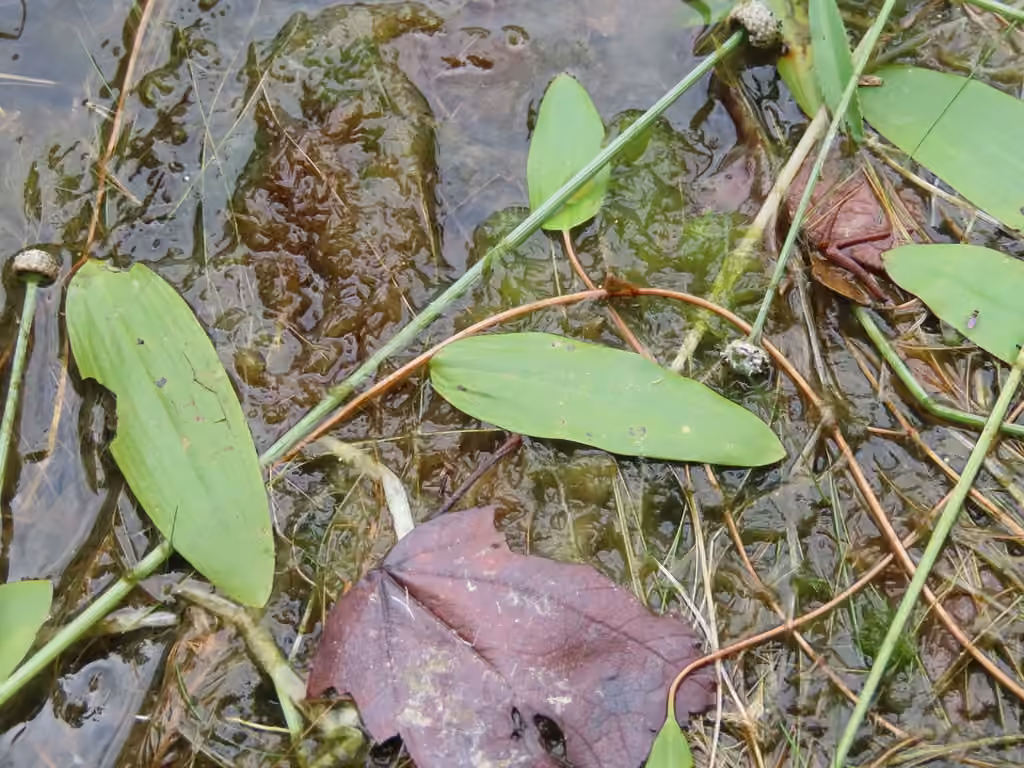 Potamot d'Oakes, photo 1 sur 5