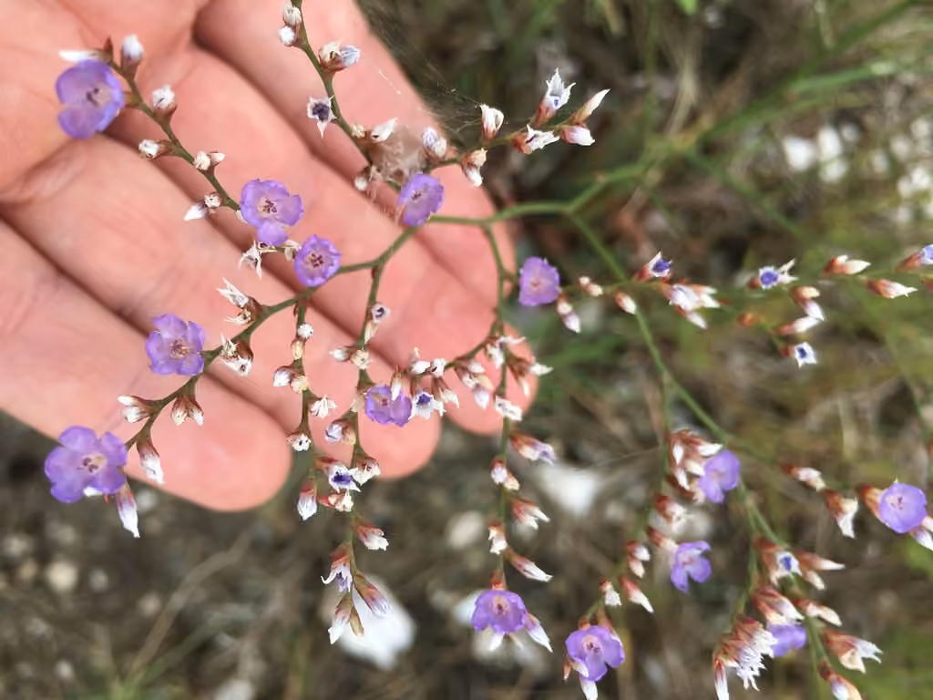 Limonium de Caroline, En fleurs