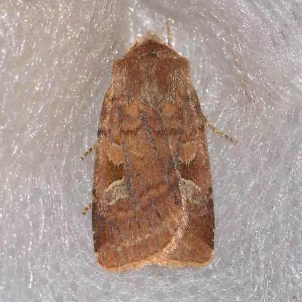 Freeman's Dart, Adult