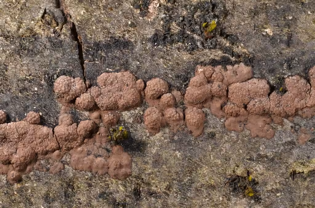 Hypoxylon perforatum