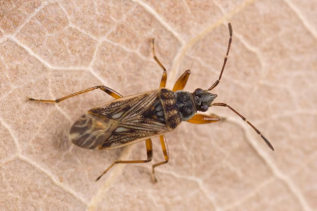 wetland groundbug, photo 1 sur 1