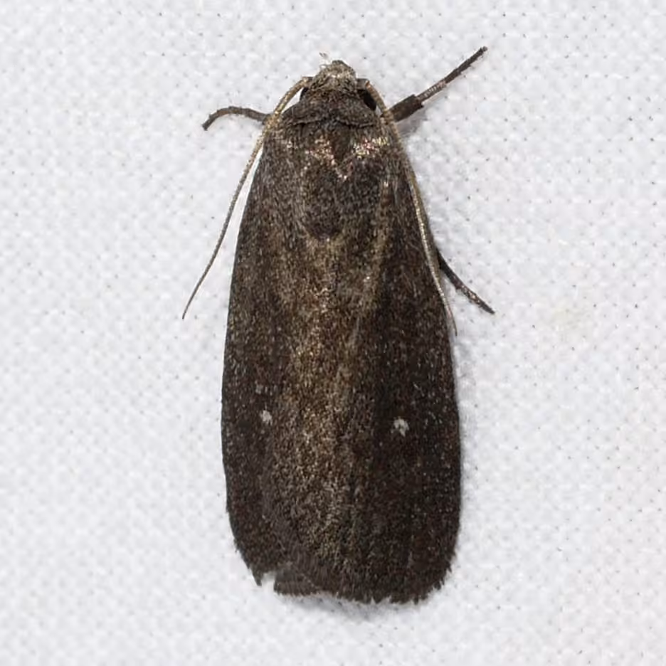 Miranda Moth, photo 1 sur 5
