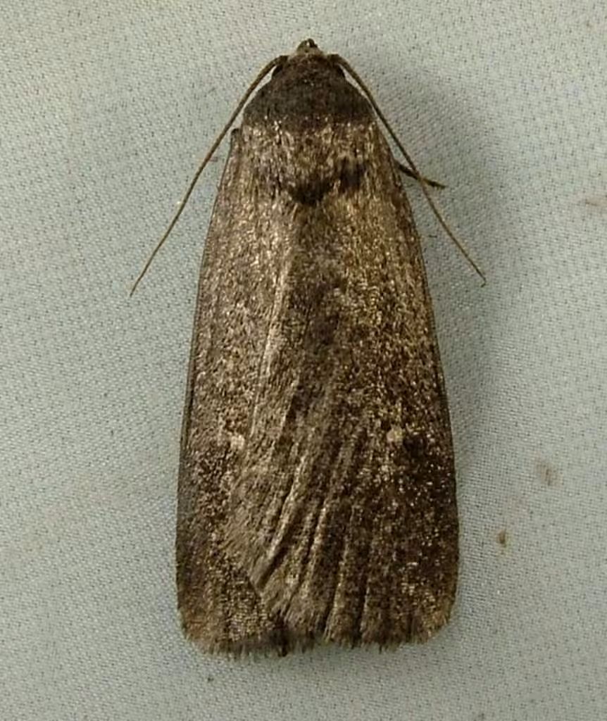 Miranda Moth, photo 2 sur 5