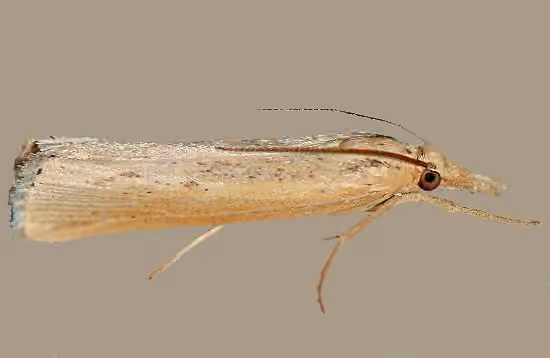 Western Lawn Moth, photo 2 sur 5