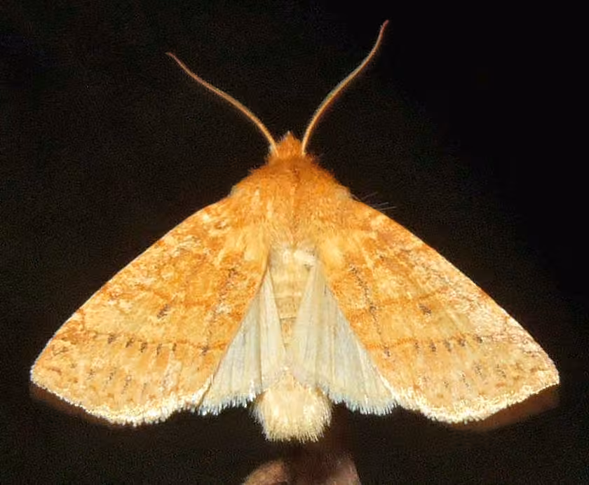Pettit's Sallow, Adulte