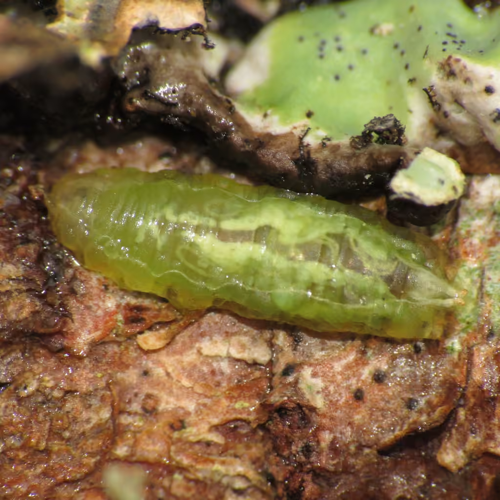Variable Duskyface Fly, Larva