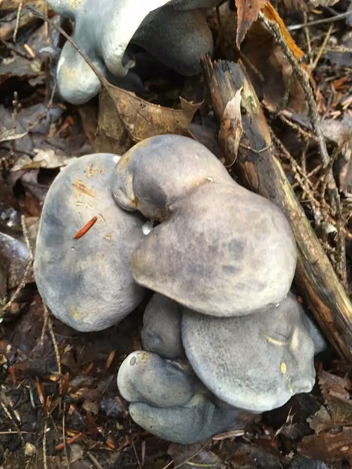 Blue polypore, photo 2 of 5
