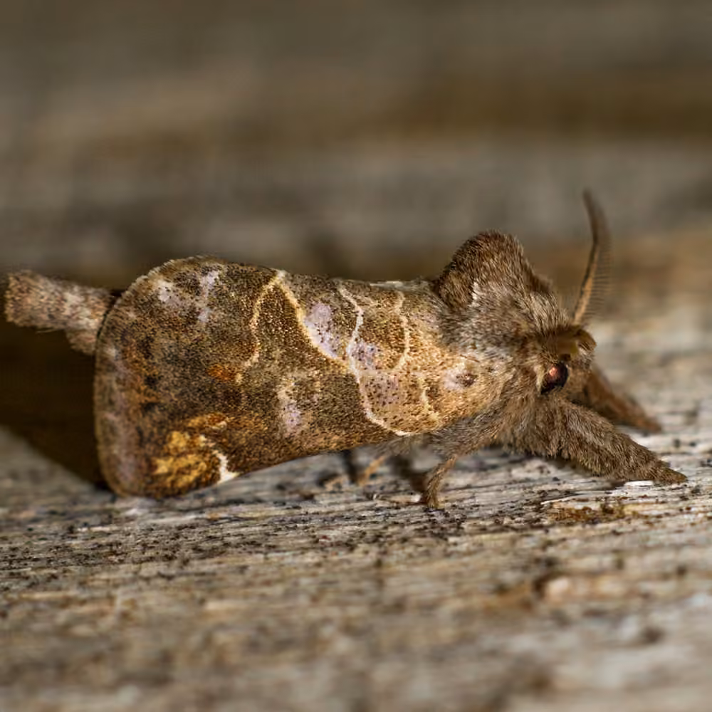 Striped Chocolate-tip Moth