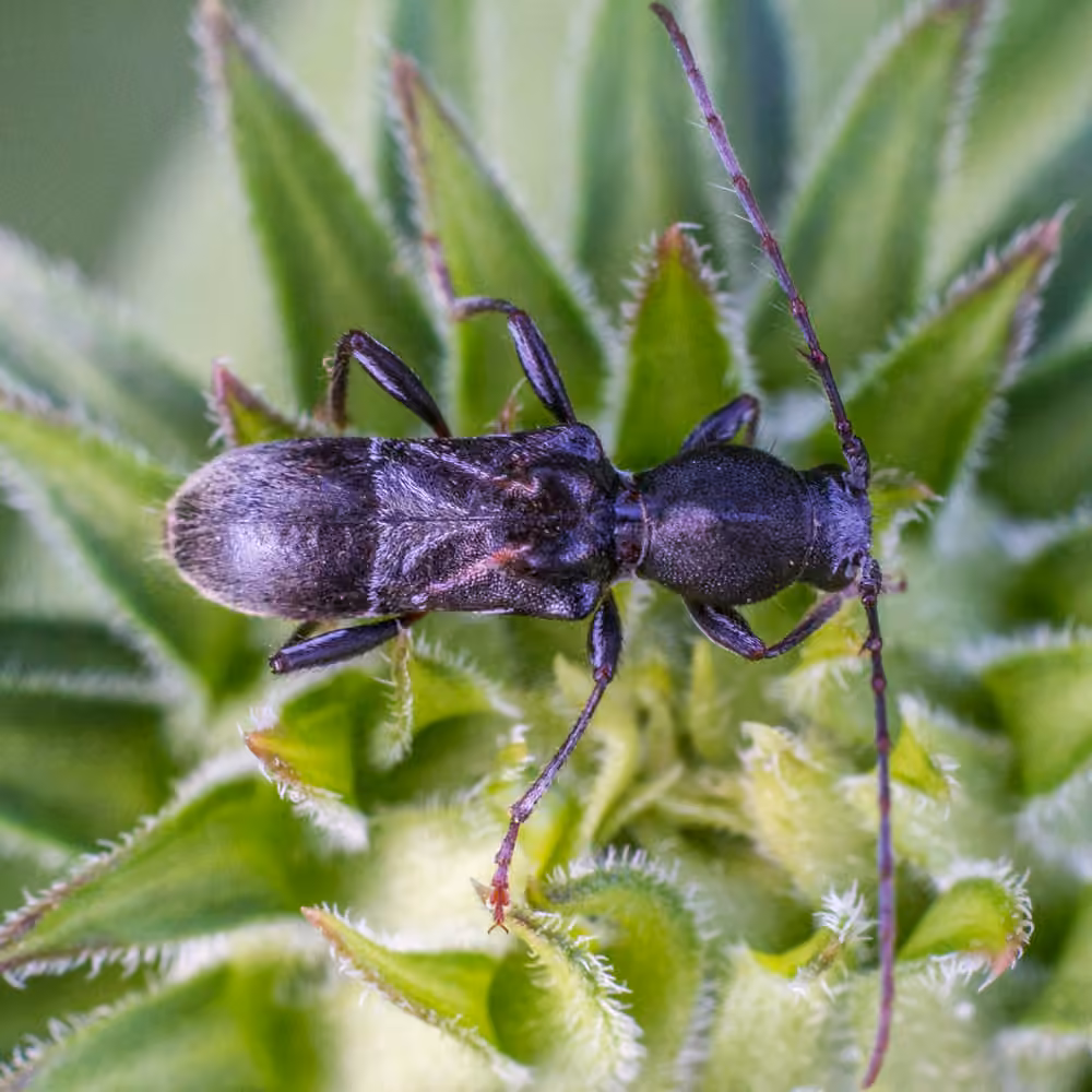 Longicorne à trois bosses, Adulte