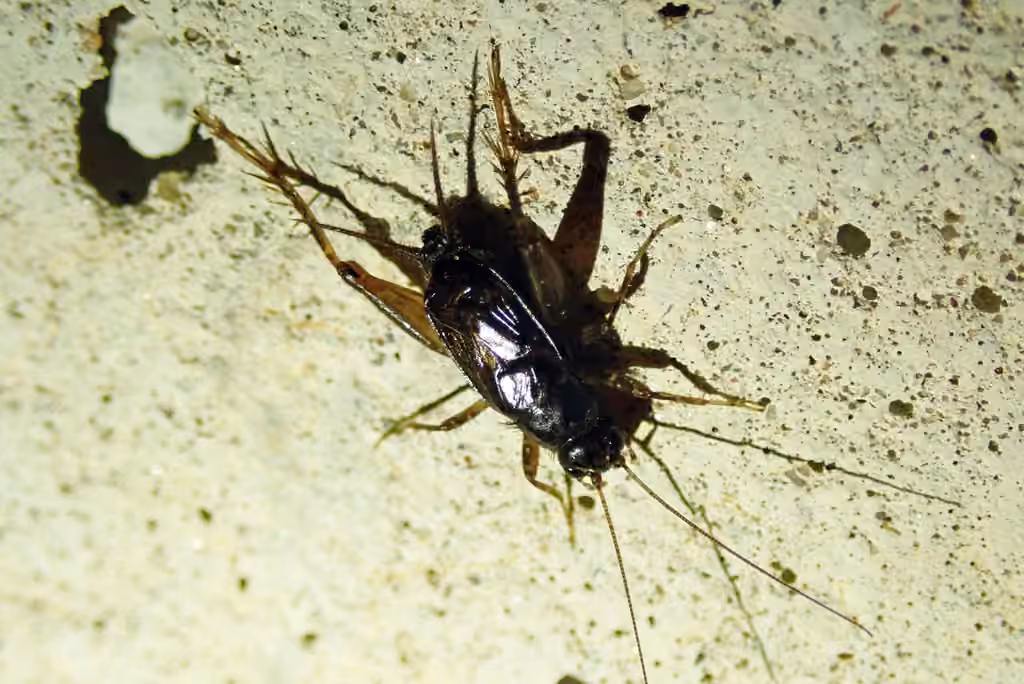 Carolina Ground Cricket, Male
