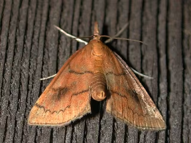 Mint Root Borer Moth, Adulte