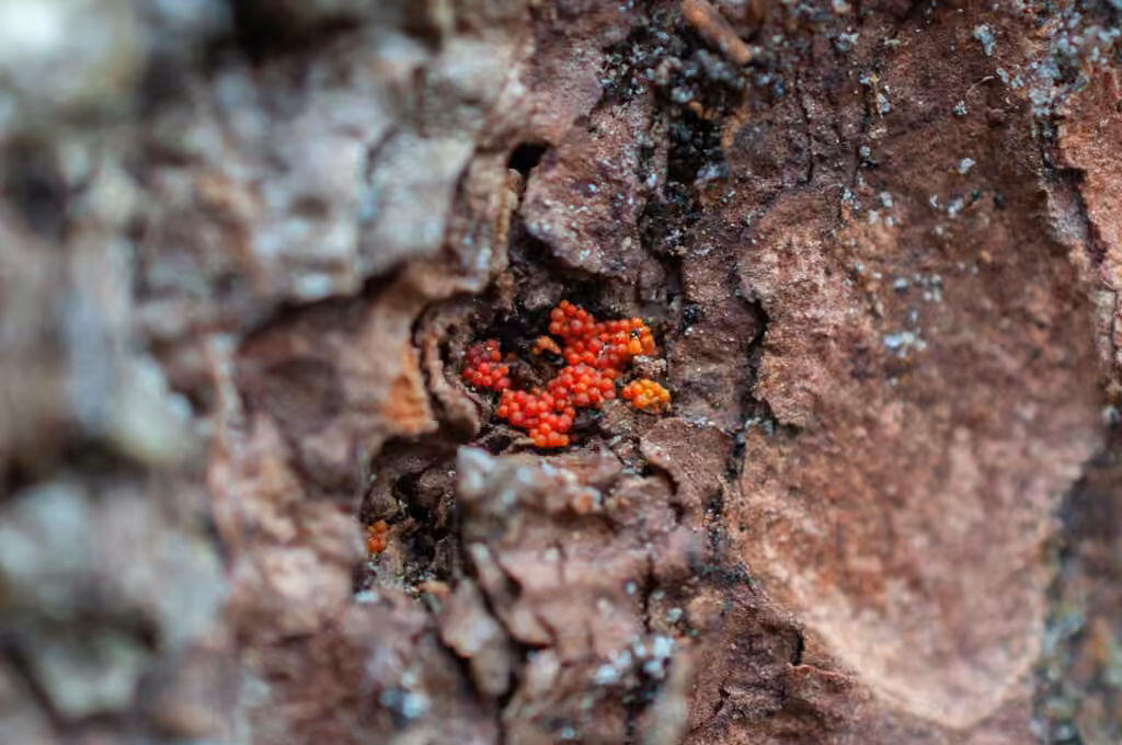 Corinectria fuckeliana, photo 3 of 5