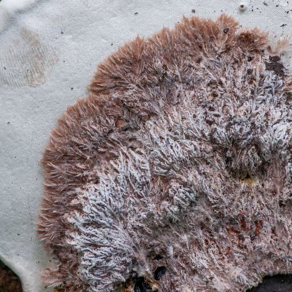 Sporophagomyces chrysostomus, photo 1 of 5
