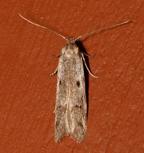 Sumac Micromoth, Adult
