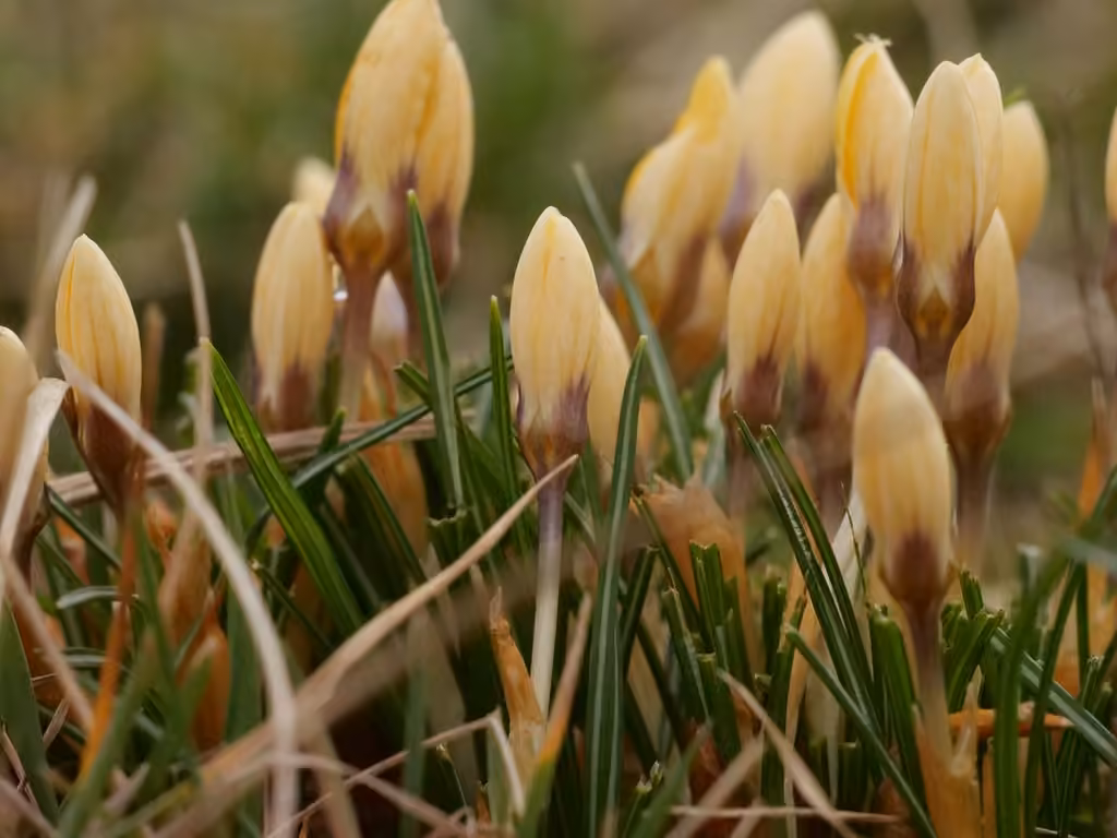 Crocus a fleurs jaunes, En boutons