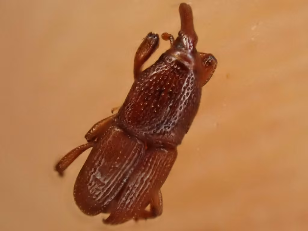 Calandre des grains, photo 3 sur 5
