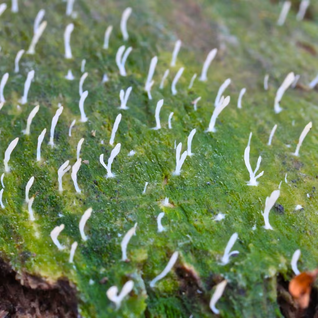 Clavaire muqueuse, photo 3 sur 5