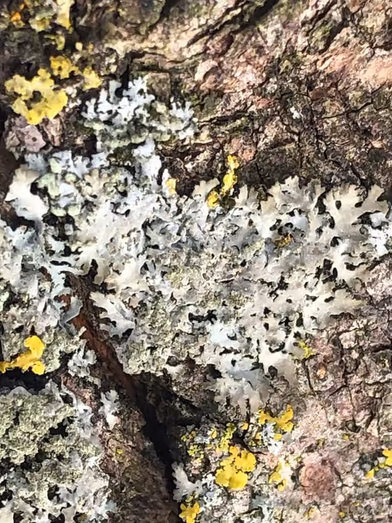 Mealy Cryptic Shade Lichen, photo 2 of 5