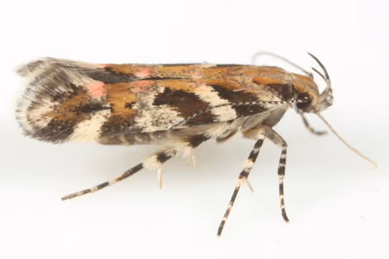 Pink-washed Aristotelia Moth, Adult