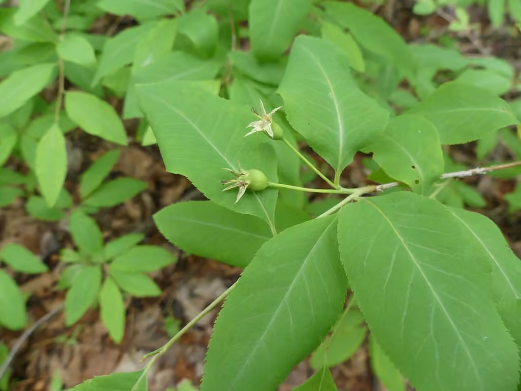 Mountain serviceberry, In fruit