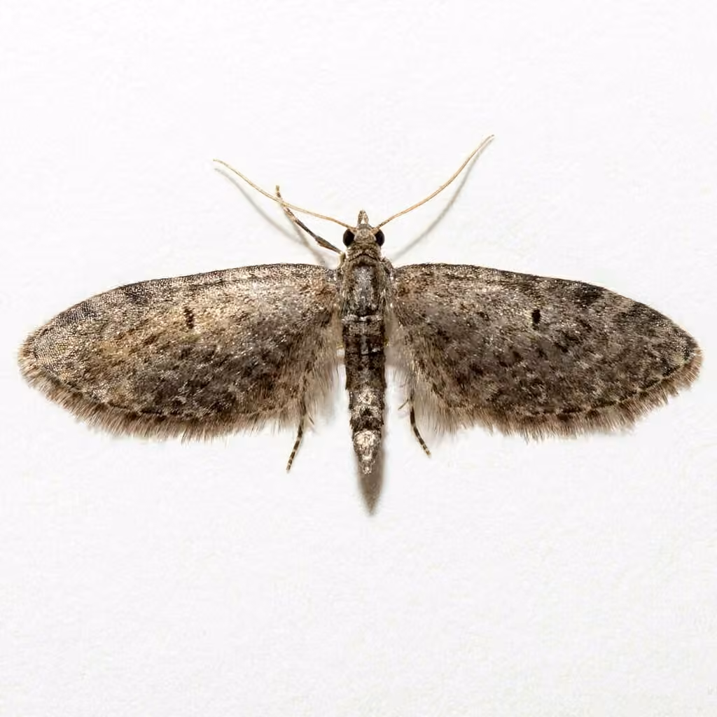 Tamarack Looper, Mâle