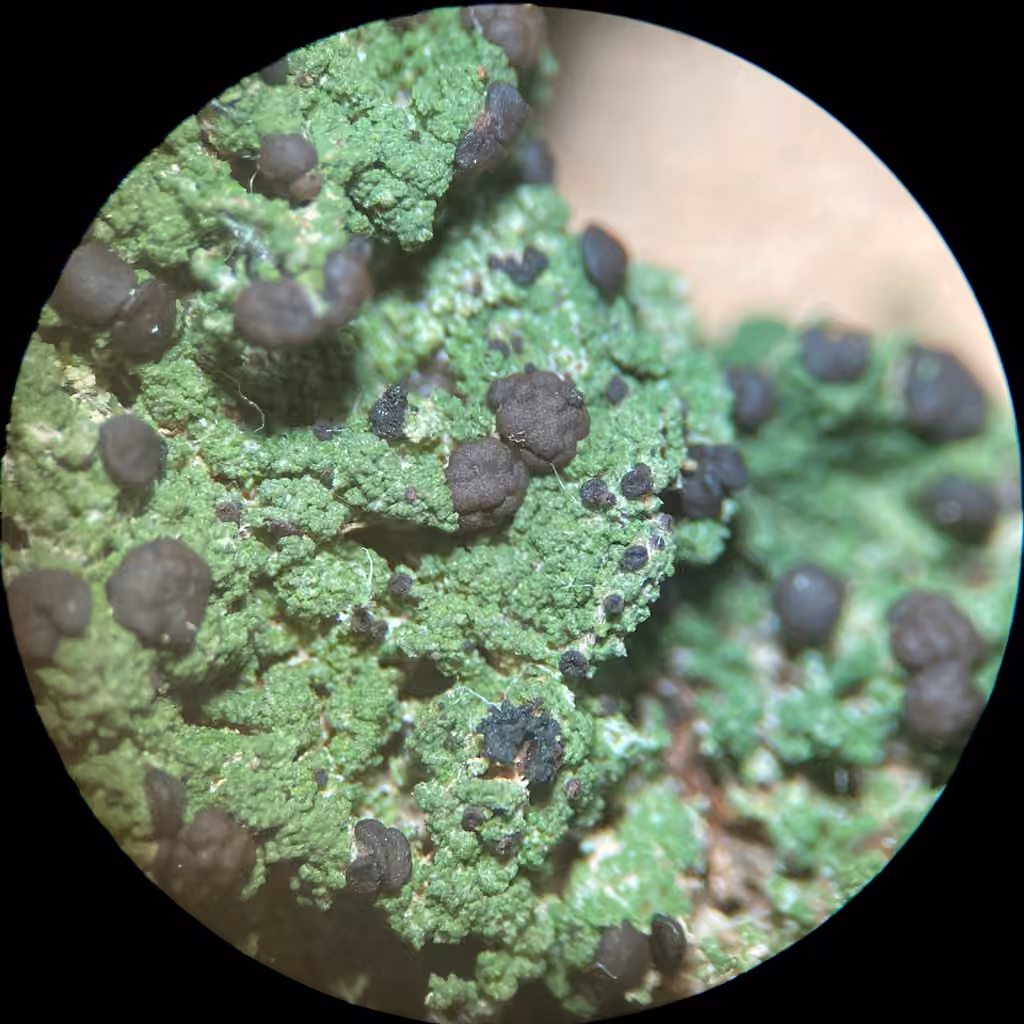 Berenger's mycobilimbia lichen, photo 2 of 5