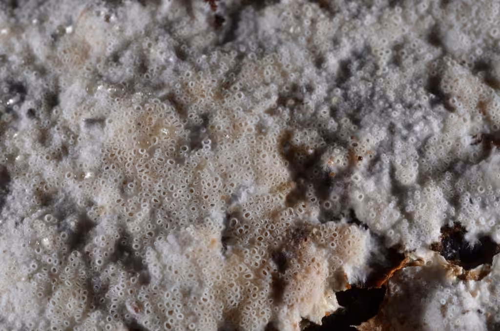 Porotheleum fimbriatum, photo 1 sur 5