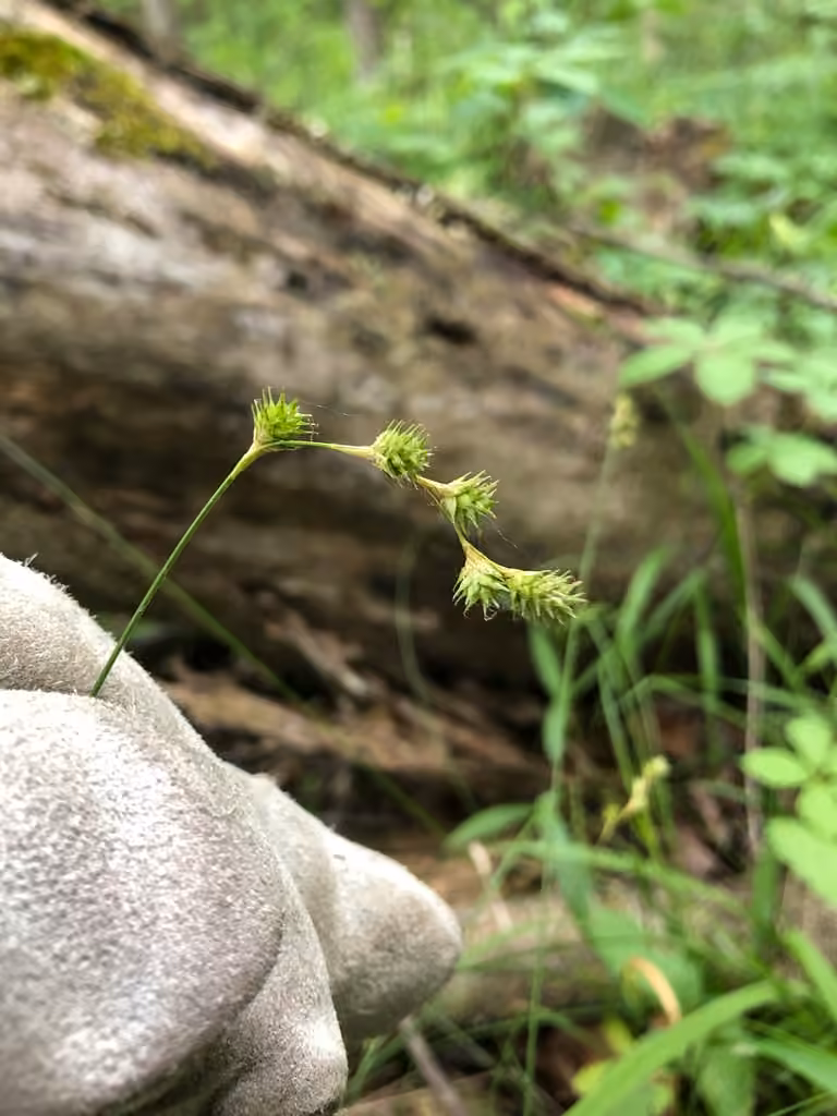 Carex épineux, En fleurs
