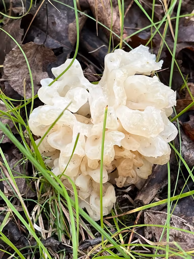 White coral jelly fungus, photo 3 of 5