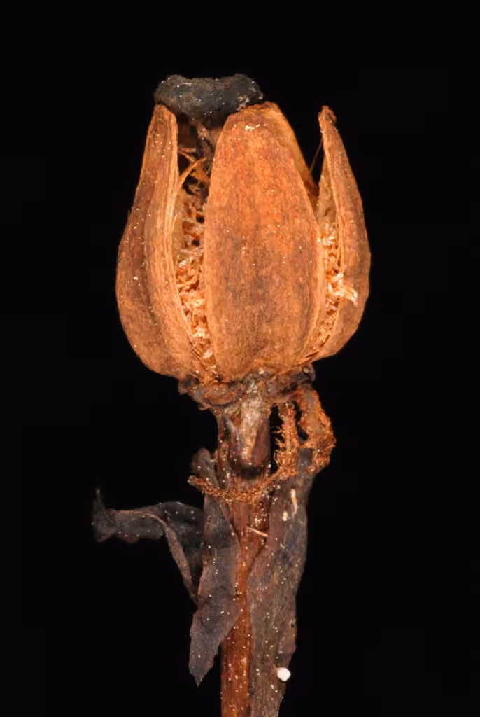 Ghost plant, In fruit