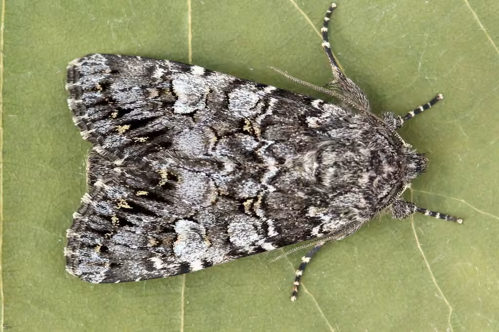 Glaucous Shears Moth, photo 2 of 5