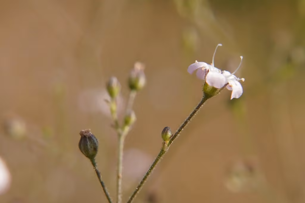 Garden baby's-breath, In fruit