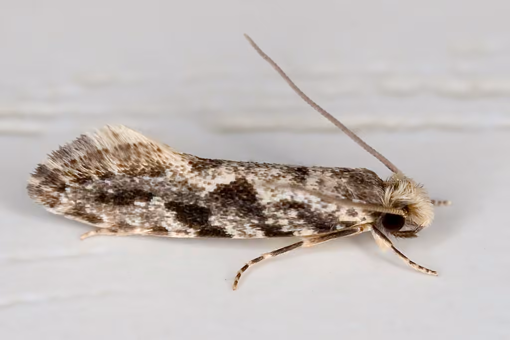 European grain moth, photo 1 of 5