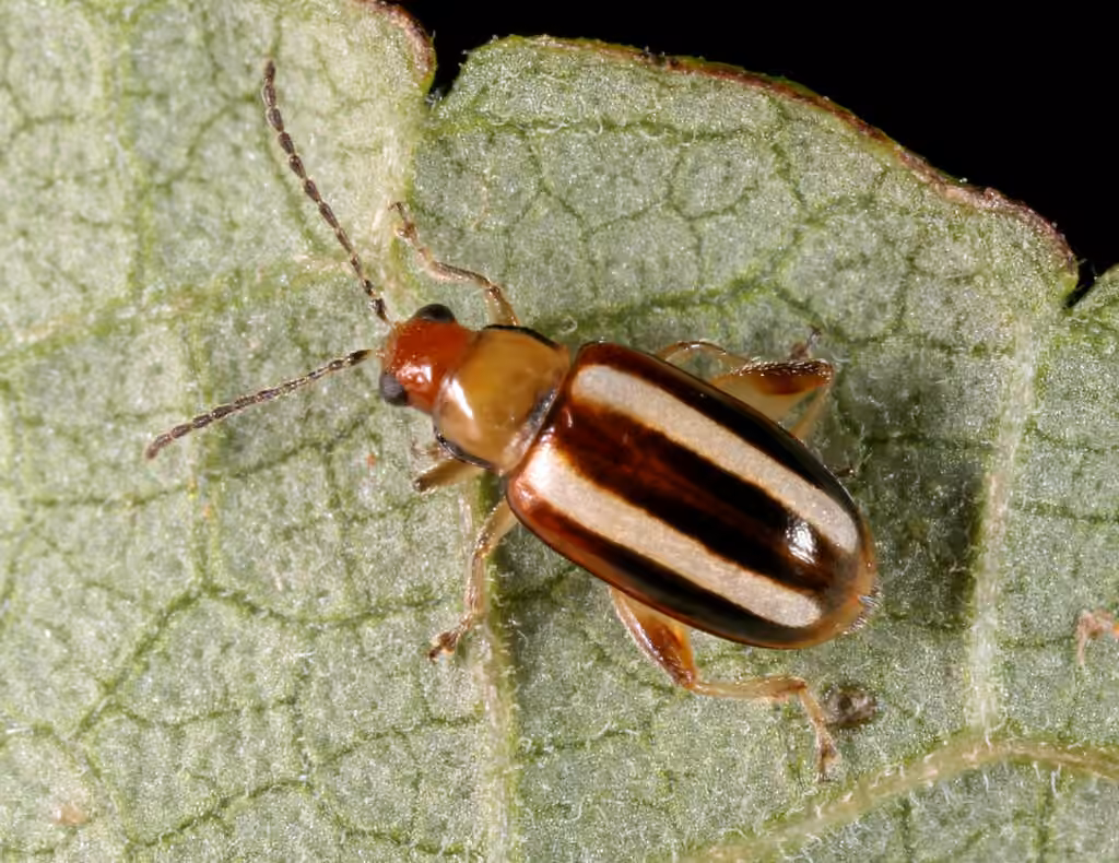 Palestriped flea beetle, Adult