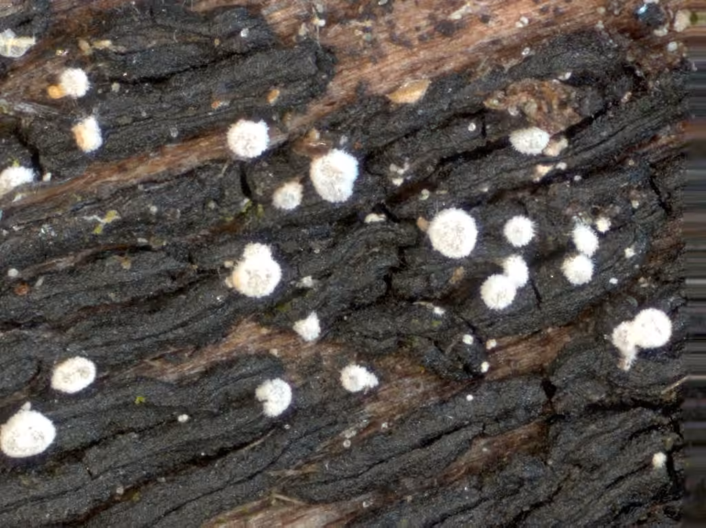 Polydesmie pruineuse, photo 2 sur 5