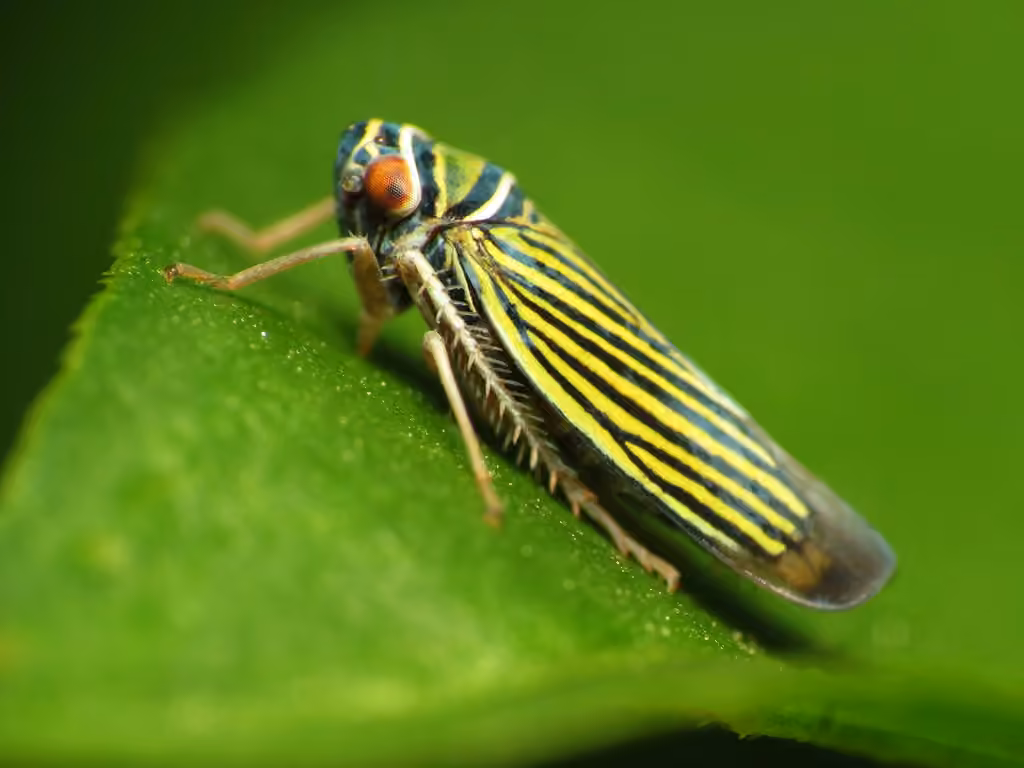 Cicadelle verte zébrée, Adulte