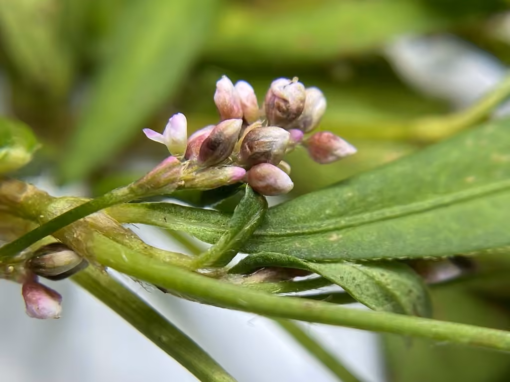 Puritan Smartweed, photo 2 sur 5