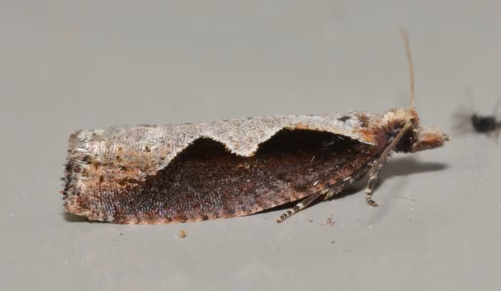 Diamondback Epinotia Moth