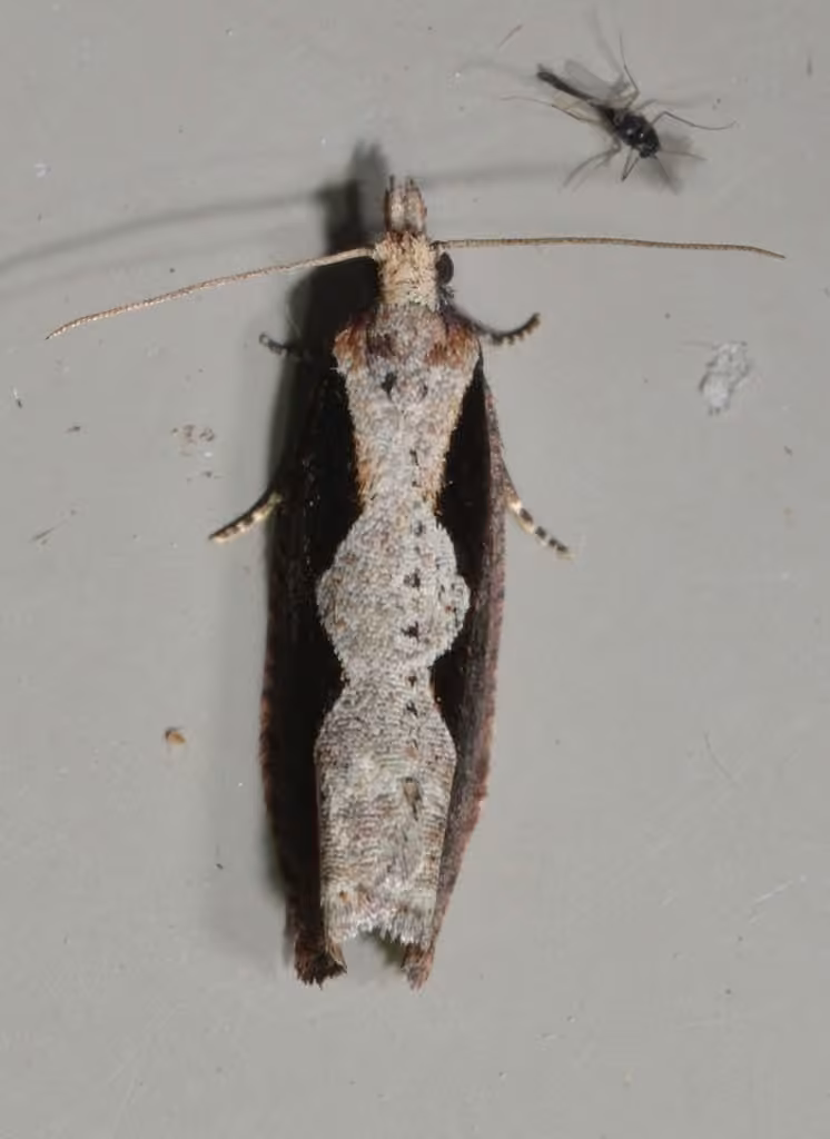 Diamondback Epinotia Moth, photo 3 of 5