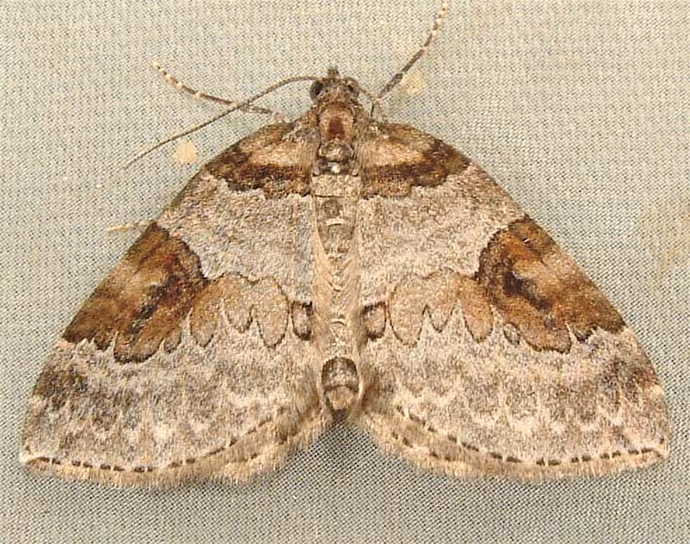 George's Carpet Moth, photo 1 sur 5