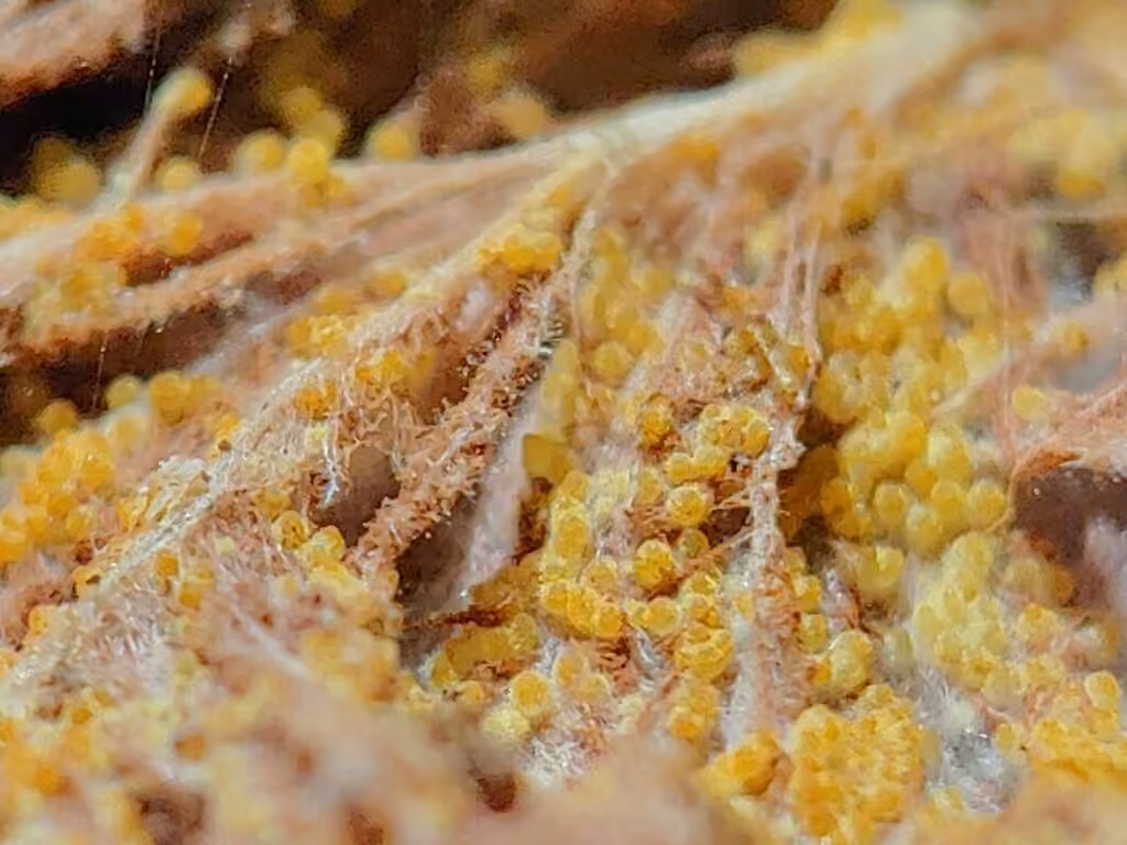 Sporophagomyces chrysostomus, photo 2 of 5