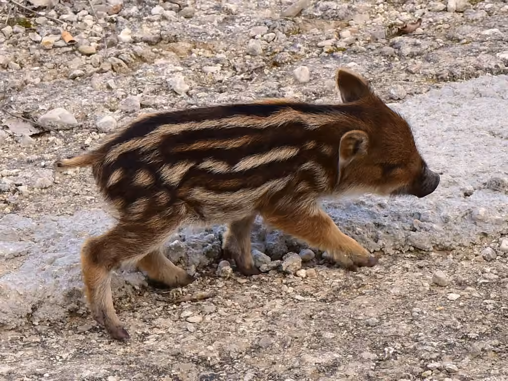 Sanglier