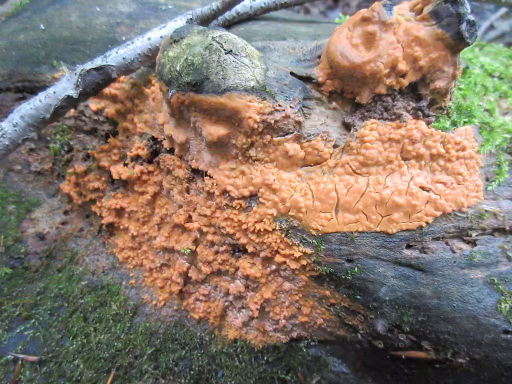 Dichostereum effuscatum, photo 2 sur 5