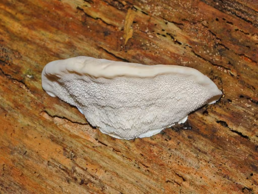 Polypore souris, photo 2 sur 5