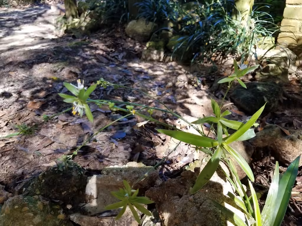 Herbe vaudoise, En fruits