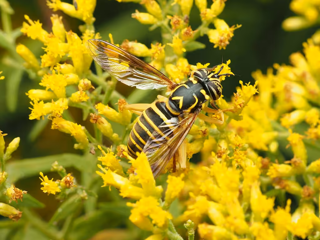 Eastern Hornet Fly, Female