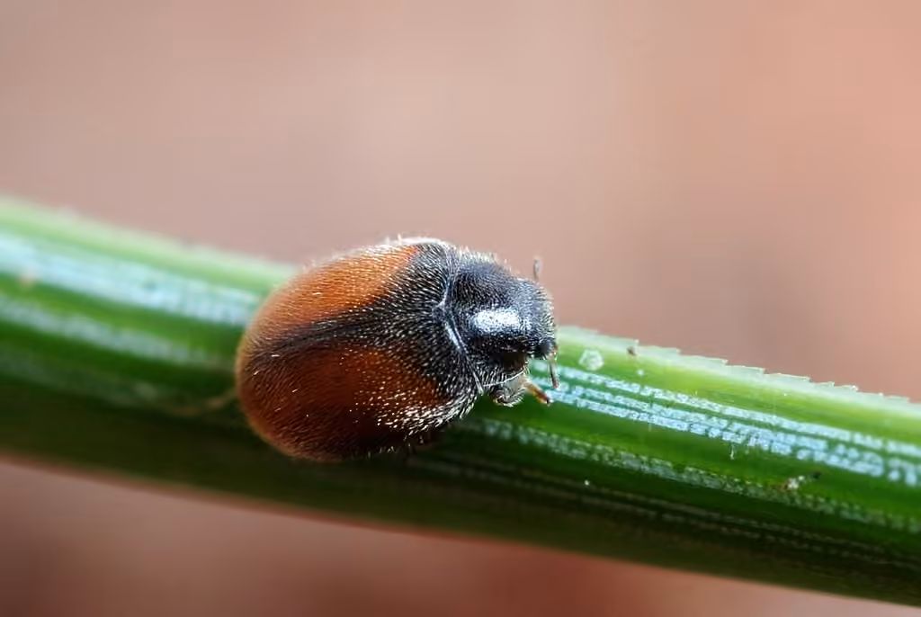Coccinelle des résineux, photo 1 sur 5