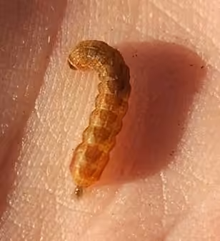 Bicolored Sallow, Chenille