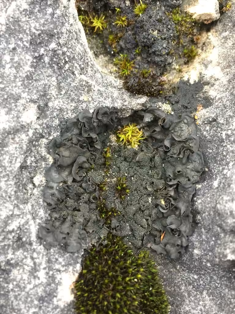Jelly Flakes Lichen, photo 1 of 5