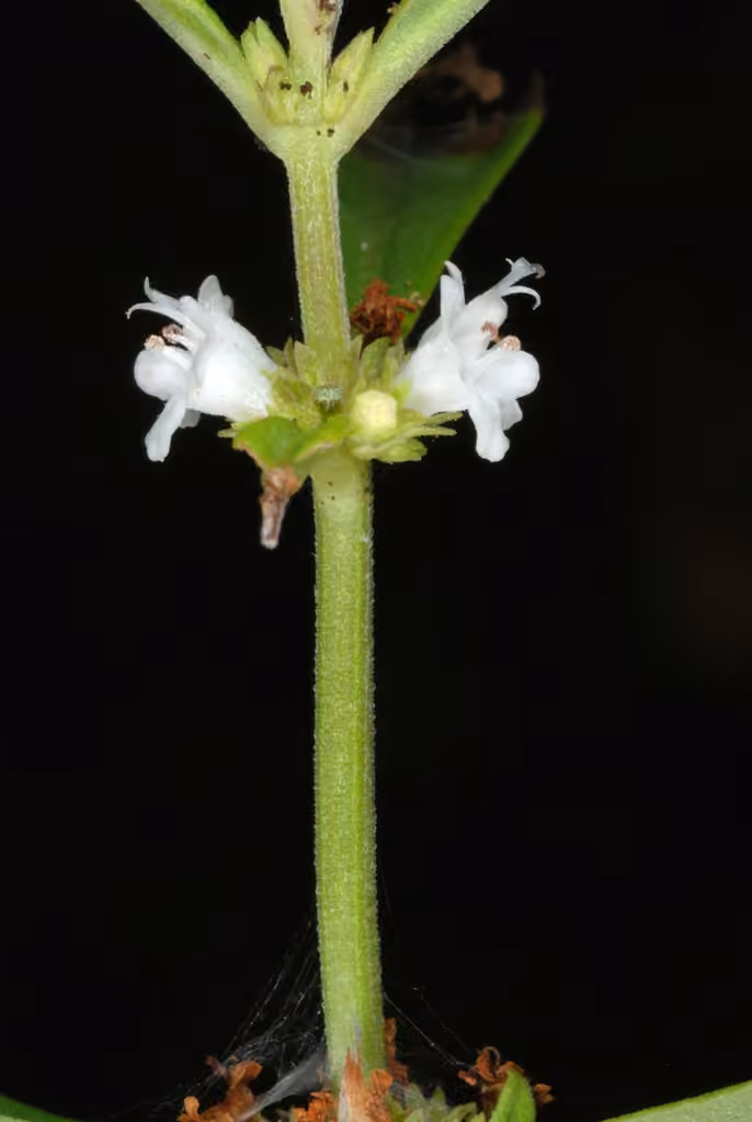 Lycope à une fleur, En fruits